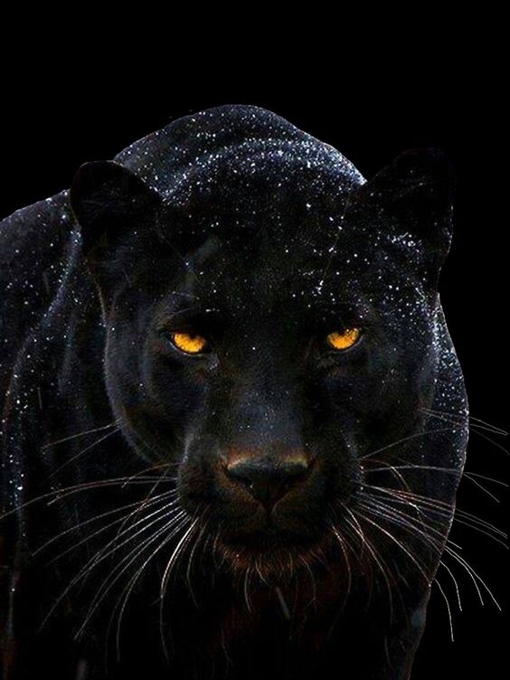 Black panther